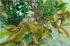 Helixanthera wallichiana